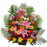 ƶʻٵ
