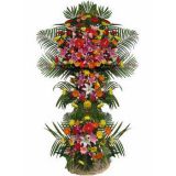 ƶʻٵ